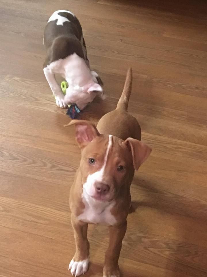 American Pit Bull Terrier Dog For Adoption In Harriman Tn Adn