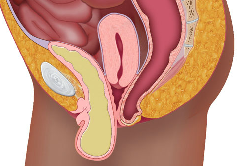 Ligaments Of The Pelvic Region Beckenboden Anatomie Gesundheit Und Wellness