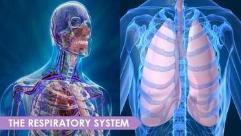 respiratory system powerpoint presentation respiratory respiratory system powerpoint