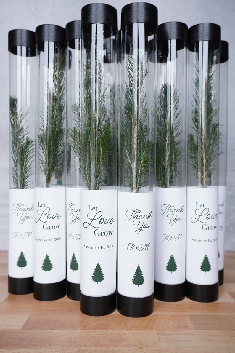 Let Love Grow Wedding Favor | White Pine Seedling Let Love Grow Wedding Favor | White Pine Seedling