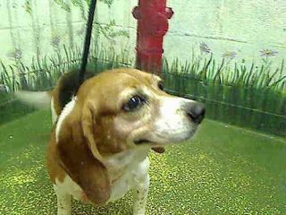 Candice Is Available At Fulton County Animal Services In Atlanta