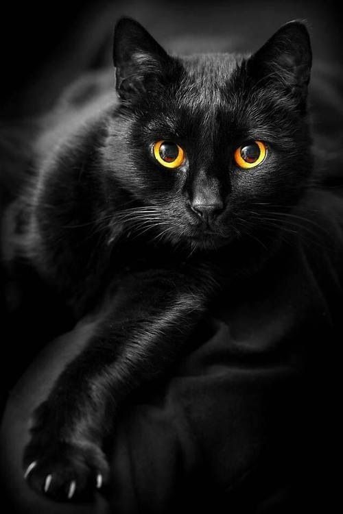 All cats are unique. Individual personality traits are displayed within a particular breed depending on how the cat is raised and his early socialization. Pretty Cats, Beautiful Cats, Gorgeous Eyes, Amazing Eyes, Beautiful Things, Lovely, Crazy Cat Lady, Crazy Cats, Cool Cats