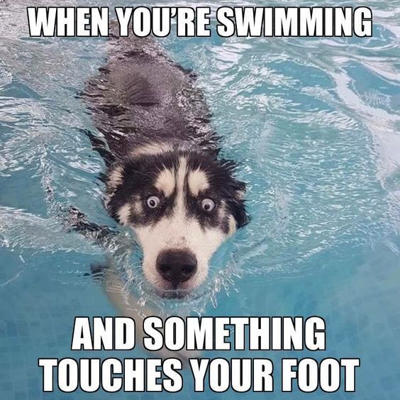 Funny Animal Memes For You To Laugh Loud (25 Pics) - Awed! Owl #funny #funnymemes #funnyanimals #memes #lol #rofl #hilarious #hilariousmemes #funnypictures #funnypics #jokes
