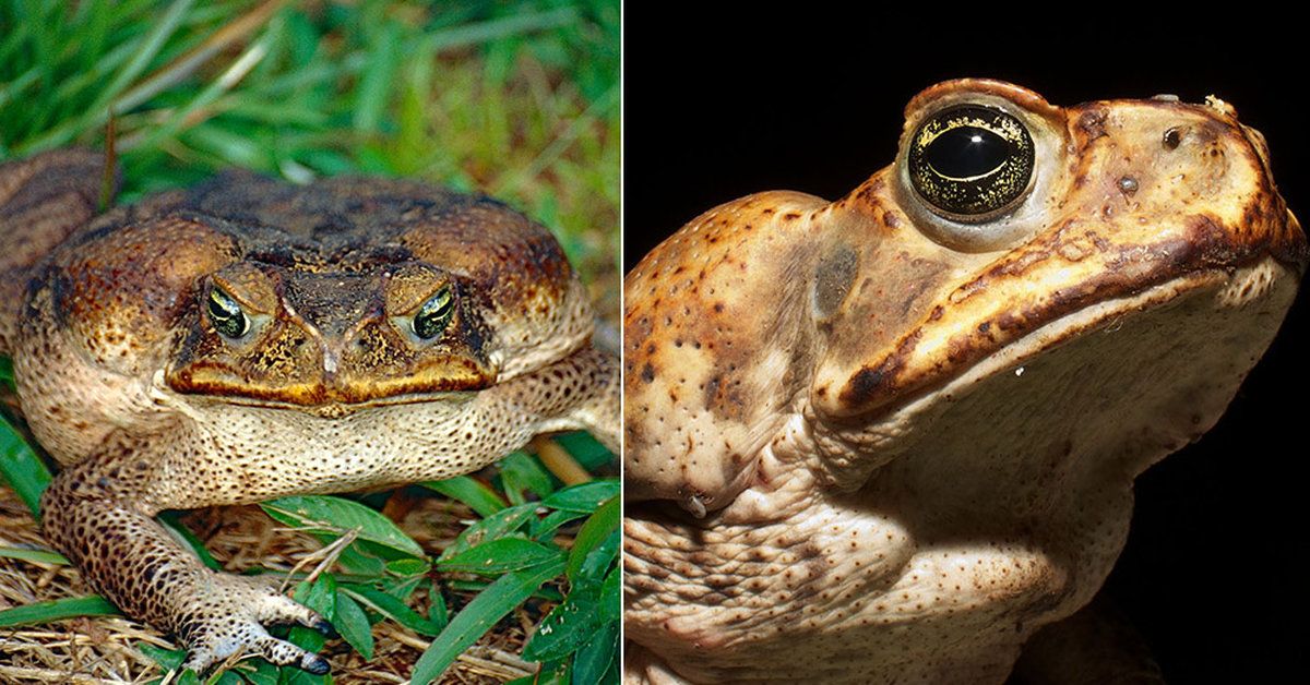 Florida Is Being Taken Over By Millions Of Poisonous Toads