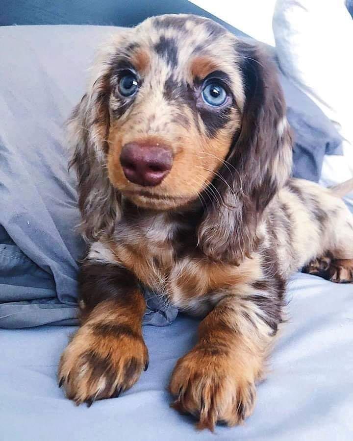 cutest dachshund pup πβ€β€β€ ....Do you love cute dogs like this, Follow o...