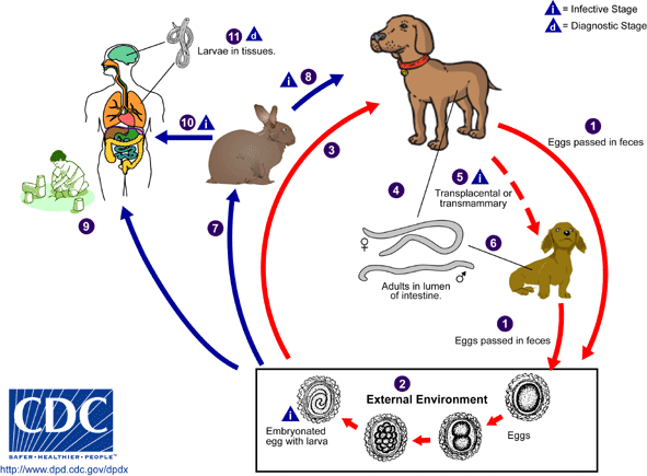 bronsbane de giardia