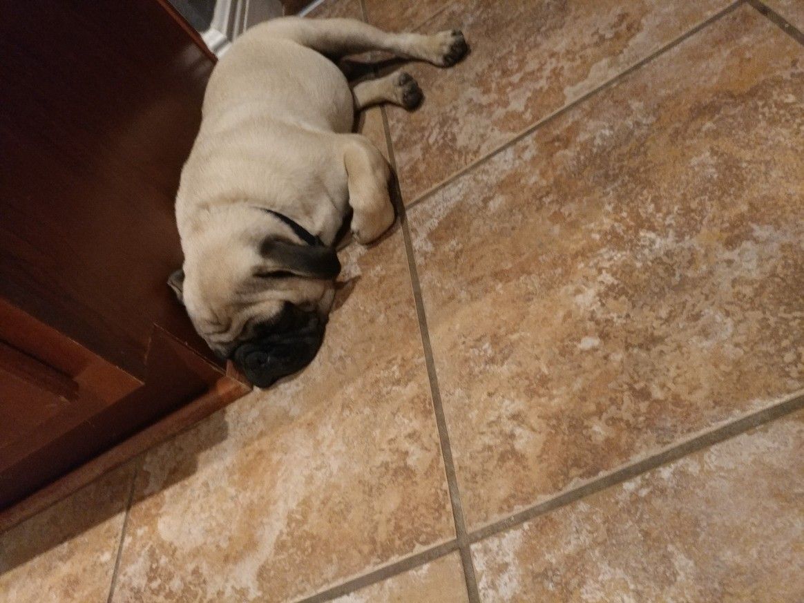 Lazy Pug Life Pug Life Pugs Life