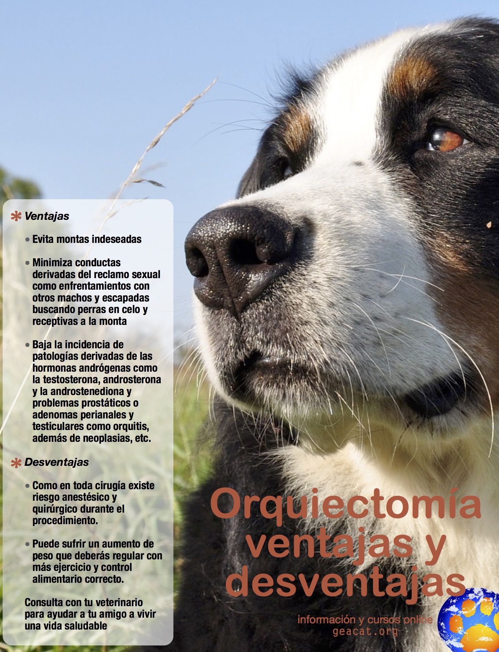perra prostática