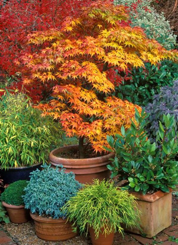 Years ago I had a gardening magazine that had an article about growing trees in containers in it. The idea intrigued me. But somewhere along the way, I lost or threw out the magazine. Now that I don’t have trees on my patio, the idea of trees in containers is even more appealing. One tree ... Read More about Growing Japanese Maples In Containers Maple Tree Landscape, Japanese Garden Landscape, Small Japanese Garden, Mini Zen Garden, Japanese Garden Design, Asian Garden, Japanese Gardens, Japanese Patio Ideas, Japanese Maple Tree Care