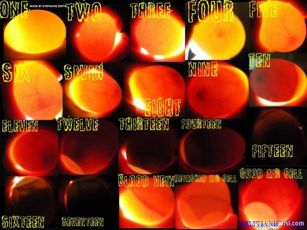 Egg Candling Chart Backyard Poultry Egg Candling Candling Chicken Eggs Incubating Chicken Eggs