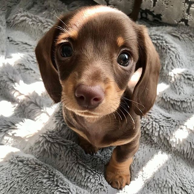 Minidachshund Puppy Sitting On Blanket minidachshund-puppy-sitting-on-blanket