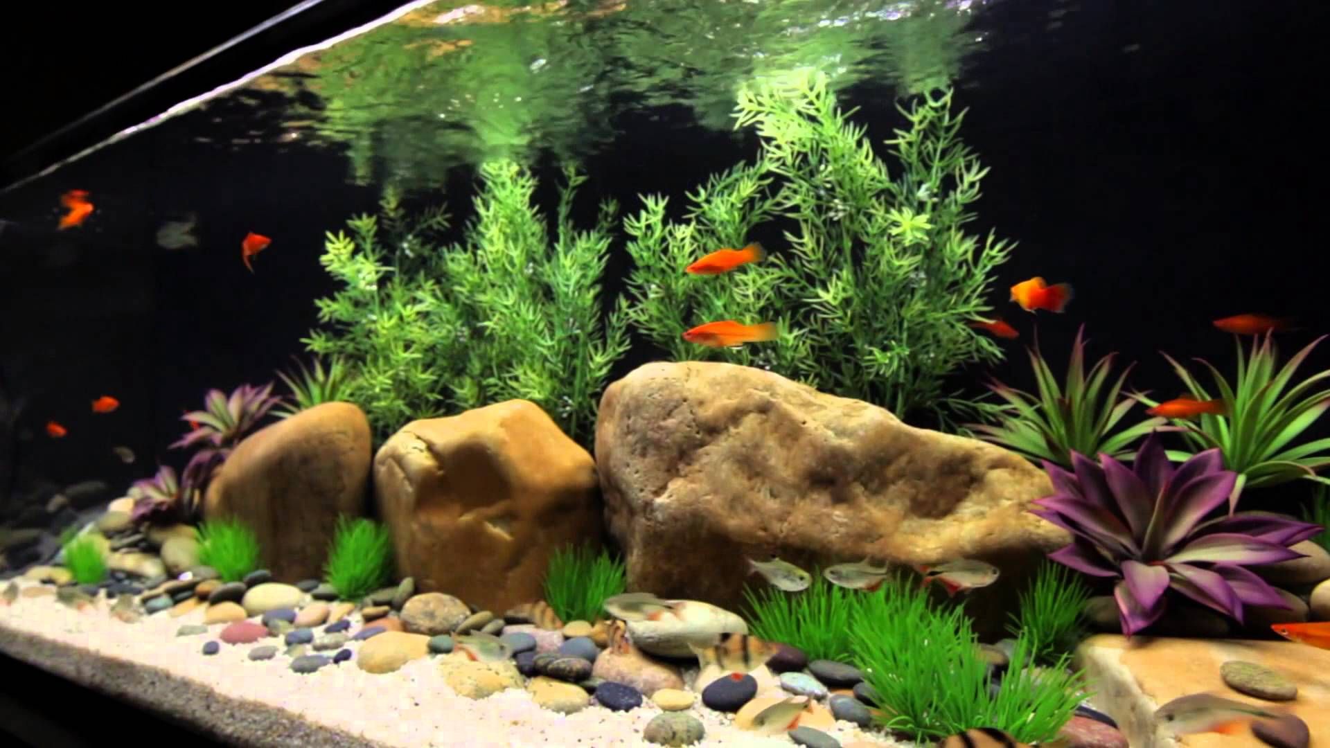 How To Setup And Maintain Freshwater Aquariums How To Setup And Maintain Freshwater Aquariums