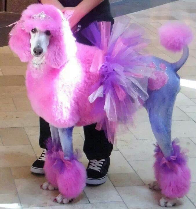 My Goodness A Poodle In A Tutu Poodle Grooming Poodle Poodle Dog