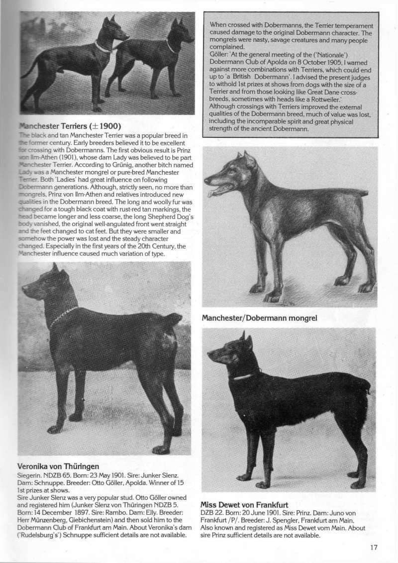Pin By Jackie Sevalstad On Dogs Dogs Animals