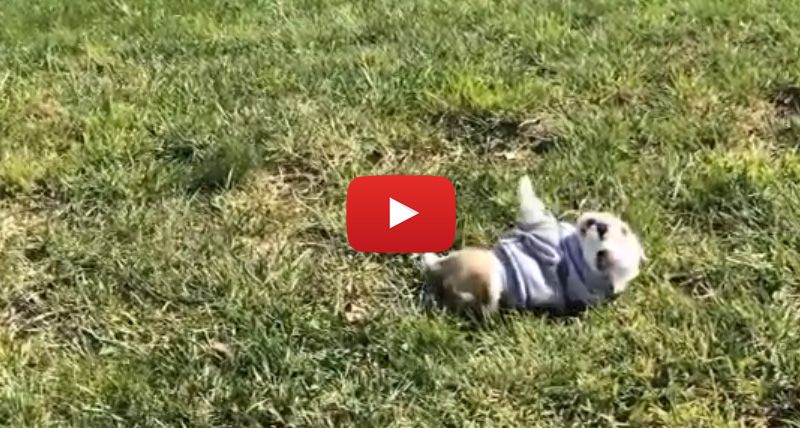 This Bulldog Puppy Rolling Down A Hill Will Steal Your Heart In 20