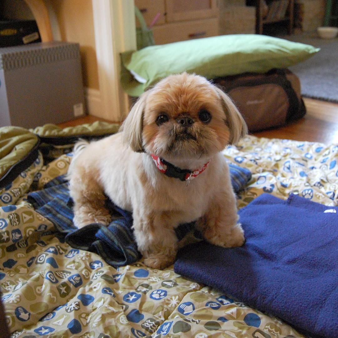 Instagram Shih Tzu Dougie Shih Tzu Puppies Shih Tzu Puppy