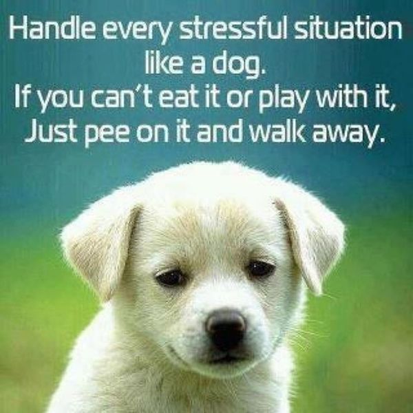 Words To Live By Annie M15 Funny Animals Cute Animals Cute Dogs