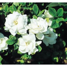 White Veitchii Gardenia Flowering Shrub In Pot With Soil L10719