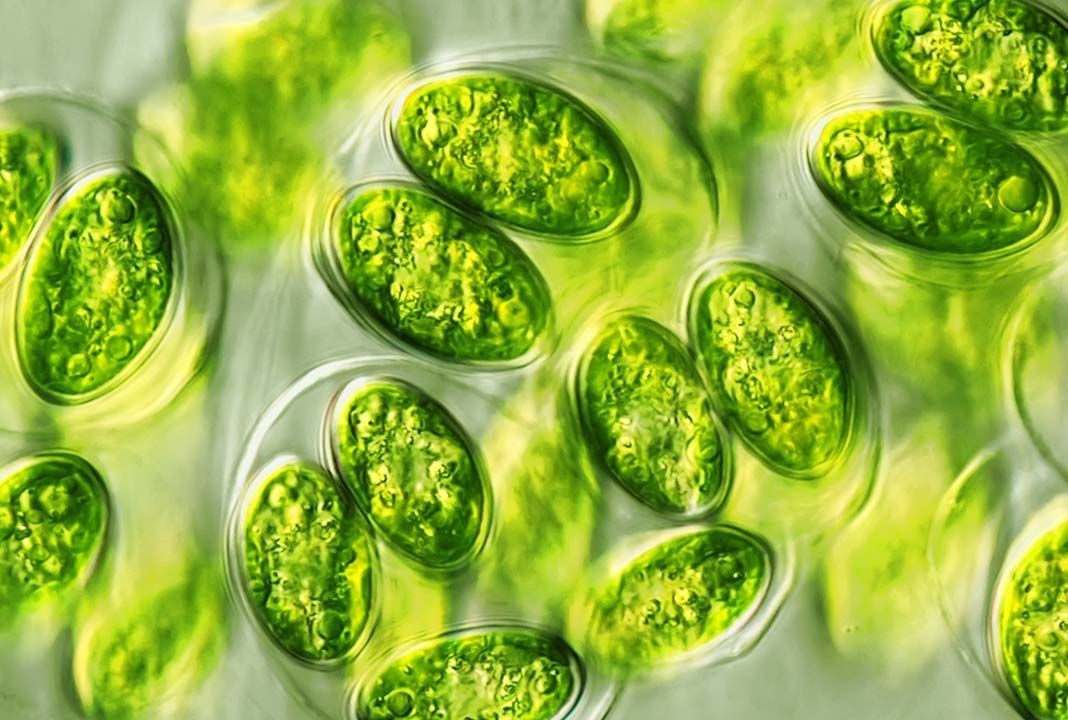 Хлорелла полезные свойства, противопоказания для человека, Chlorella vulgaris, химический состав еда Brussel Sprout, Sprouts, Cucumber, Herbalism, Botanical, Condiments, Vegetables, Food, Herbal Medicine