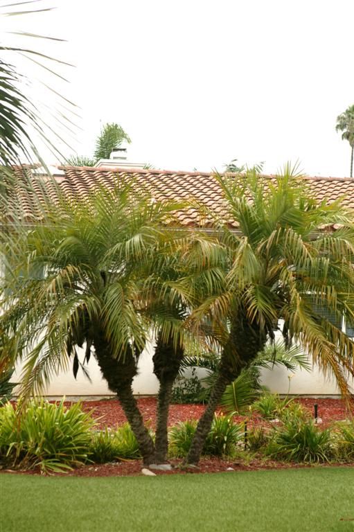 Pygmy Palm Trees In Florida