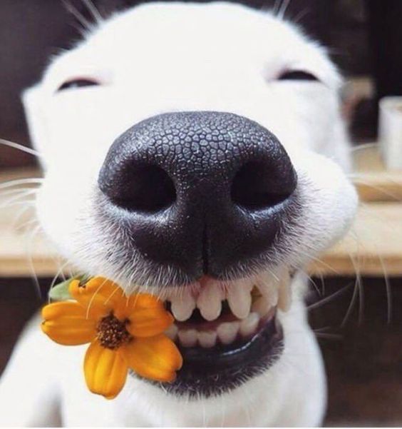 funny happy dog