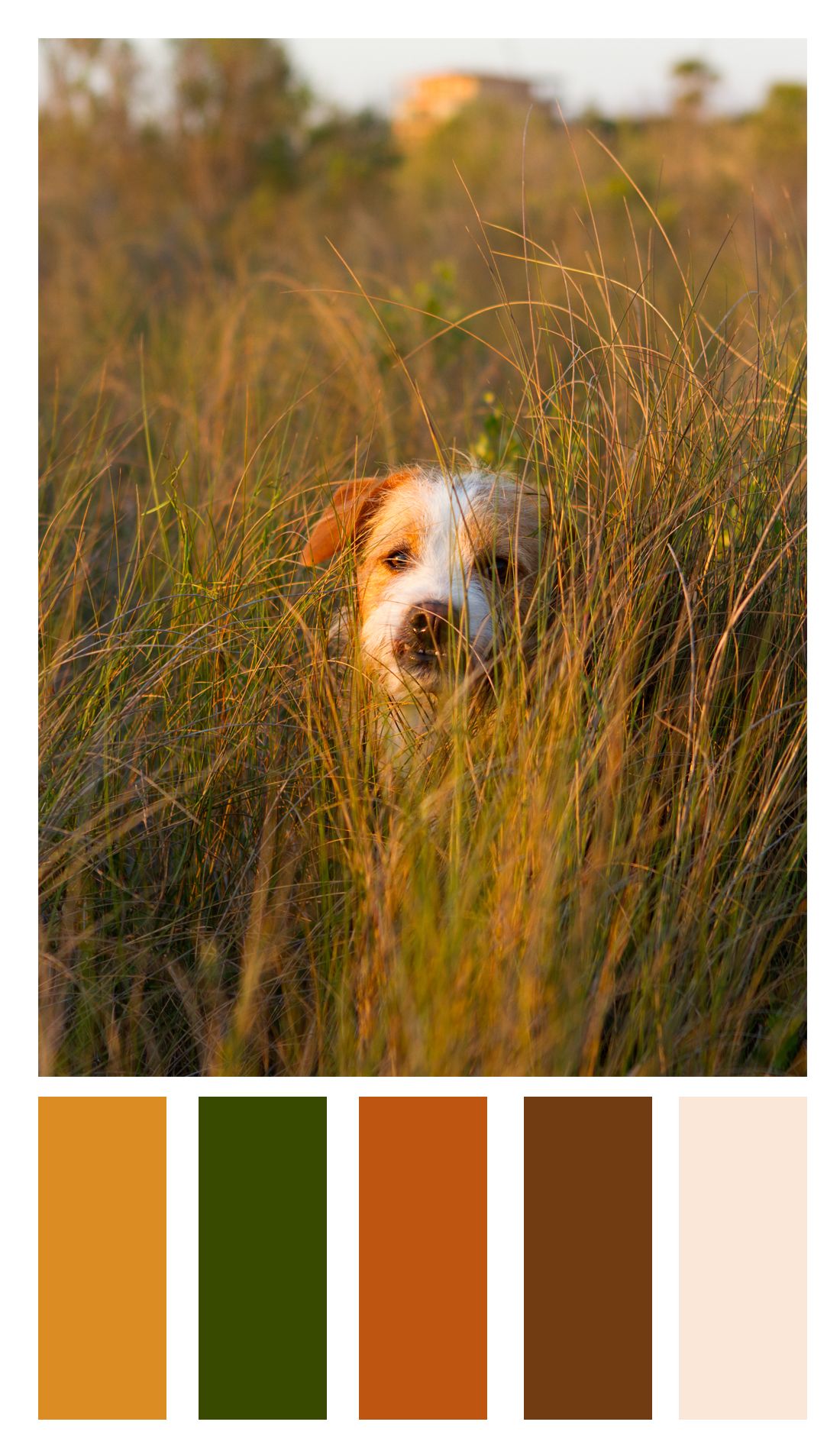 Color Palette For Daly The Mixed Breed Dog (Labradorterrier) Color Palette For Daly The Mixed Breed Dog (Labradorterrier)