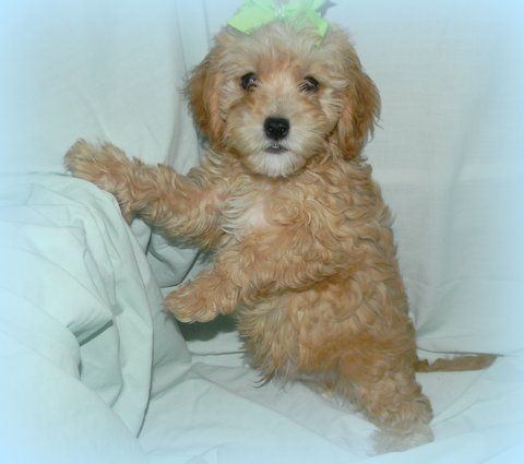 Puppies For Sale Cockapoos In Iola Wisconsin Cockapoo