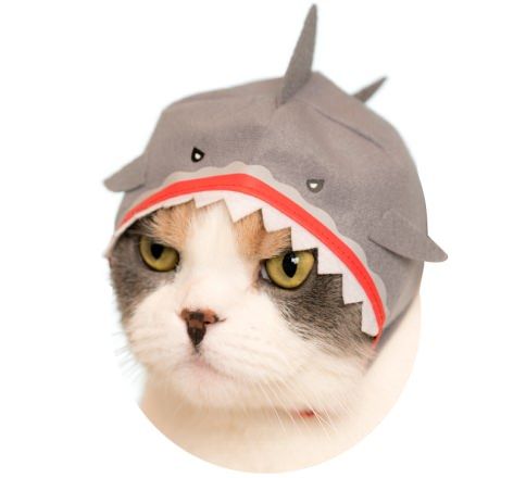 Law おしゃれまとめの人気アイデア Pinterest Lawrence Cho 21 キュートな猫 ねこ カワイイ猫 Law おしゃれまとめの人気アイデア Pinterest Lawrence Cho 21 キュートな猫 ねこ カワイイ猫