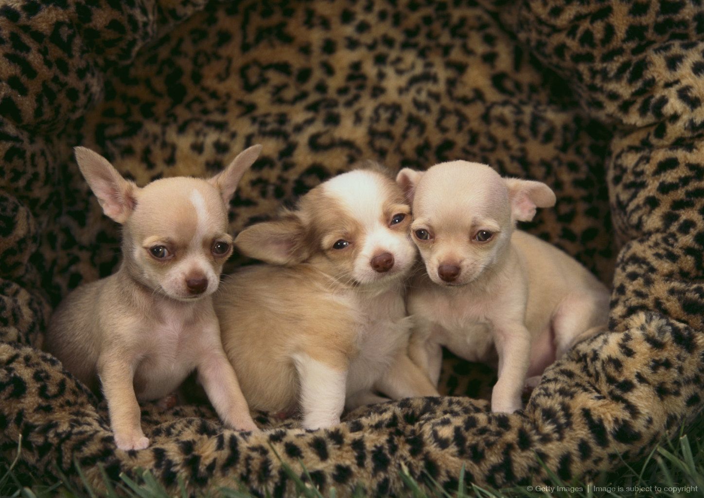 Chihuahua Puppies Chihuahua Puppies Chihuahua Chihuahua Love