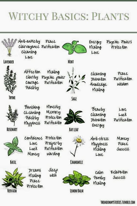 Hey witches, here's a great image I found a while ago for understanding the basics of some herbs and plants! This is a great, really beautiful guide to print out and frame for your kitchen, or have it... Witchcraft Herbs, Green Witchcraft, Witchcraft Spell Books, Witch Spell Book, Witch Books, Magic Herbs, Herbal Magic, Witch Herbs, Wiccan Magic