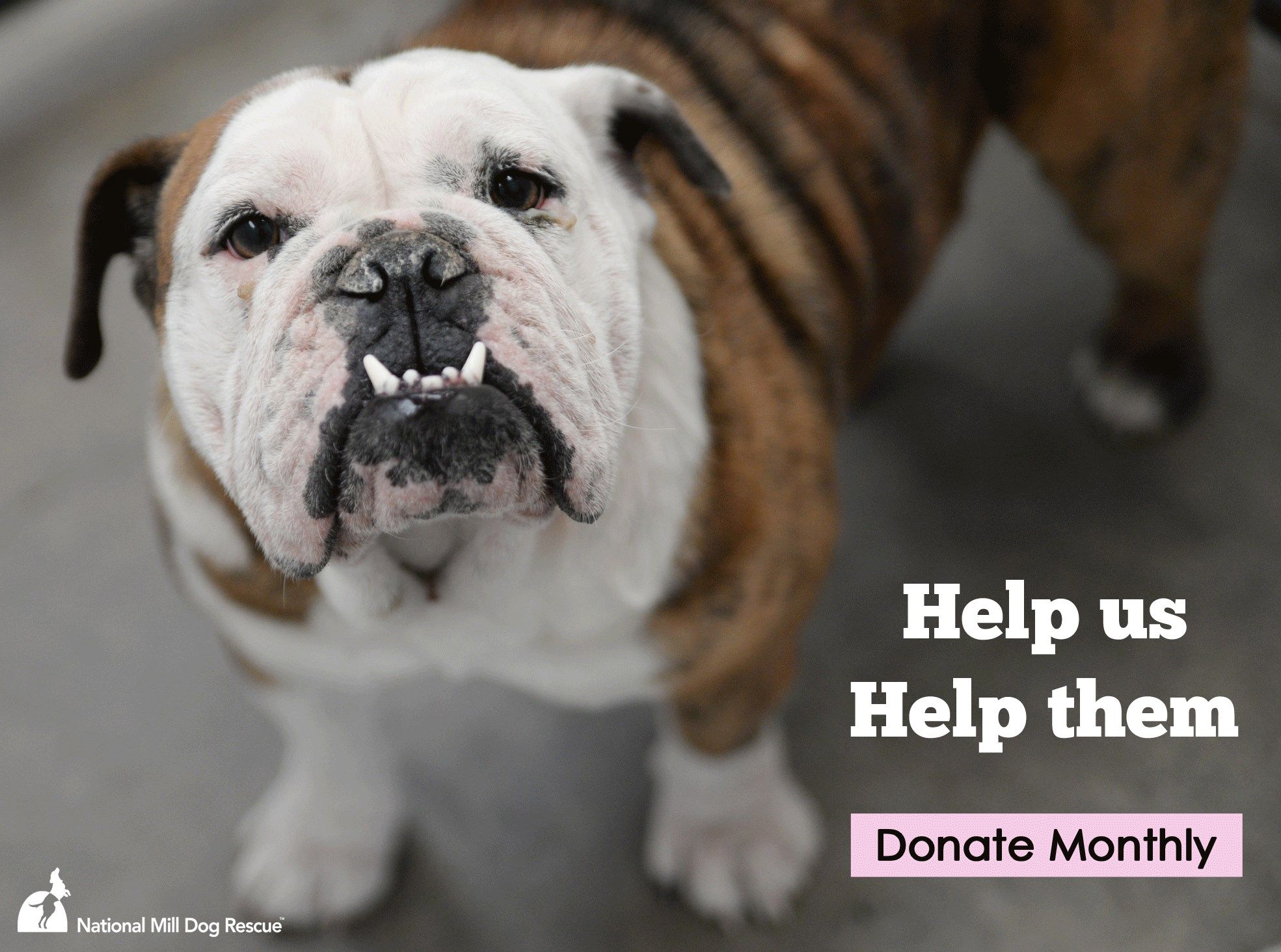 You Can Change The Life Of A Mill Dog Your Tax Deductible Monthly