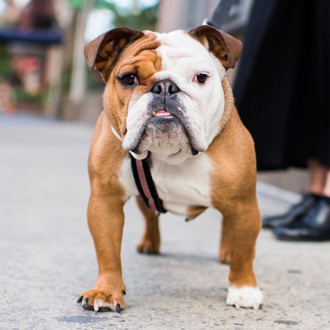 Maggie English Bulldog 3 Y O Horatio 8th Ave New York Ny