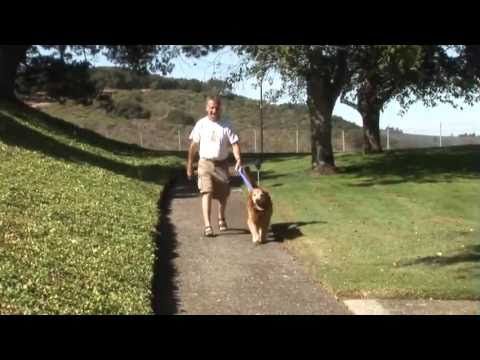 Norcal Golden Retriever Rescue Golden Retriever Rescue Golden Retriever Retriever