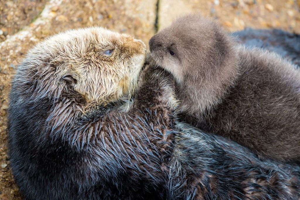 Sea Otter gives birth to newborn pup in Monterey Bay Aquarium Tide Pool. VIDEO December 2015. http://www.sfgate.com/ndnvideos/?freewheel=45981&sitesection=sfgate_nws_loc_sty_vmpp&VID=30094055 Monterey Bay Aquarium, Sleeping Otters, Baby Sea Otters, Otter Pup, Otter Love, Wild Baby, River Otter, Cute Animal Videos, Baby Puppies