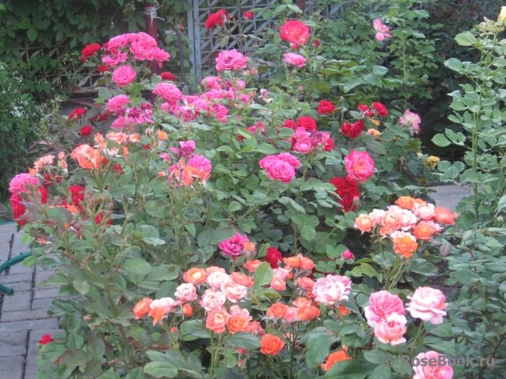 Pin by Glunkus on Flowers and Gardens Part 2 Garden, Rose, Plants