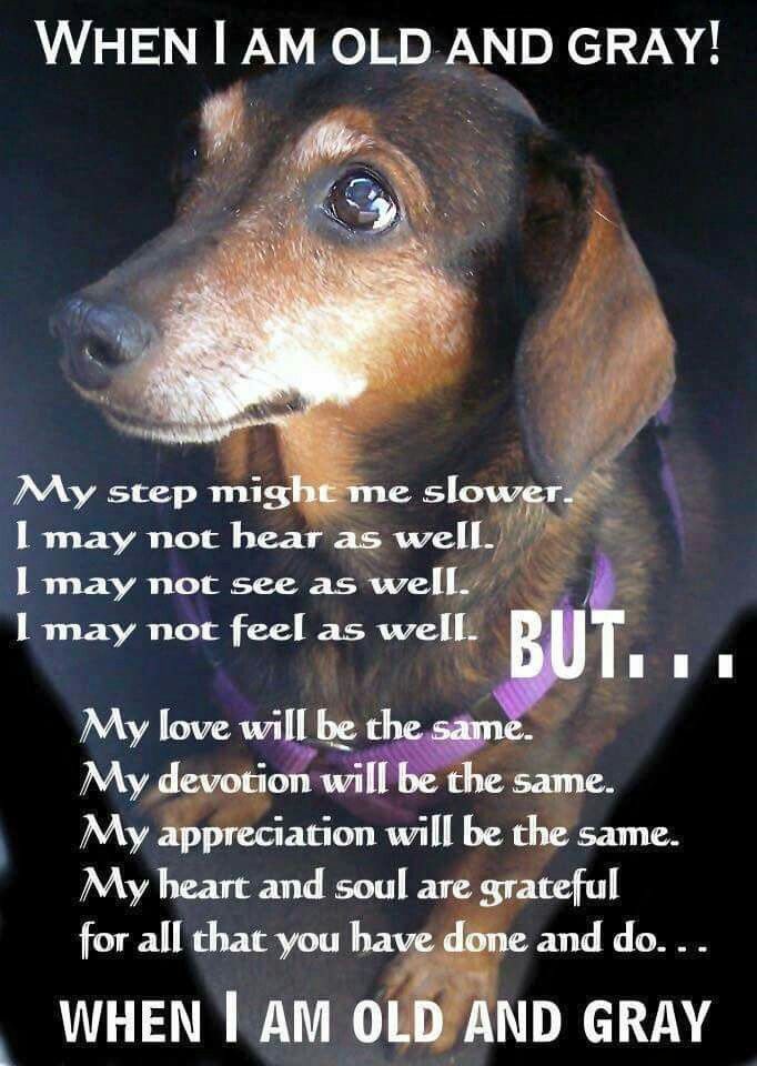 3c50f2be7bc963b3b7420f3c17d65f98 Jpg 682 960 Dachshund Love