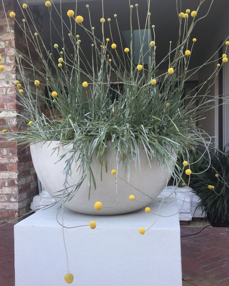Australian Garden Design, Australian Native Garden, Australian Native Flowers, Australian Plants, Rock Garden Landscaping, Garden Landscape Design, Landscaping Ideas, Garden Web, Front Garden