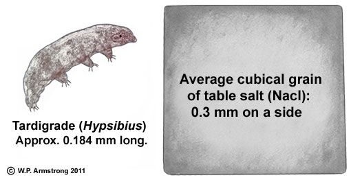 the size of a typical tardigrade as measured next to an average tardigrade actual size