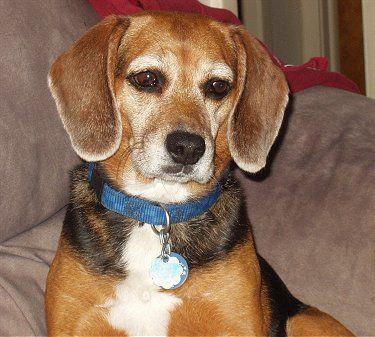 Beautiful Older Beagle Lucy Beagle Information And Pictures