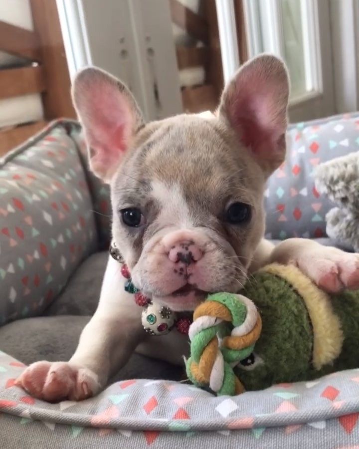Willow Being A Goofy Girl Www Poeticfrenchbulldogs Com