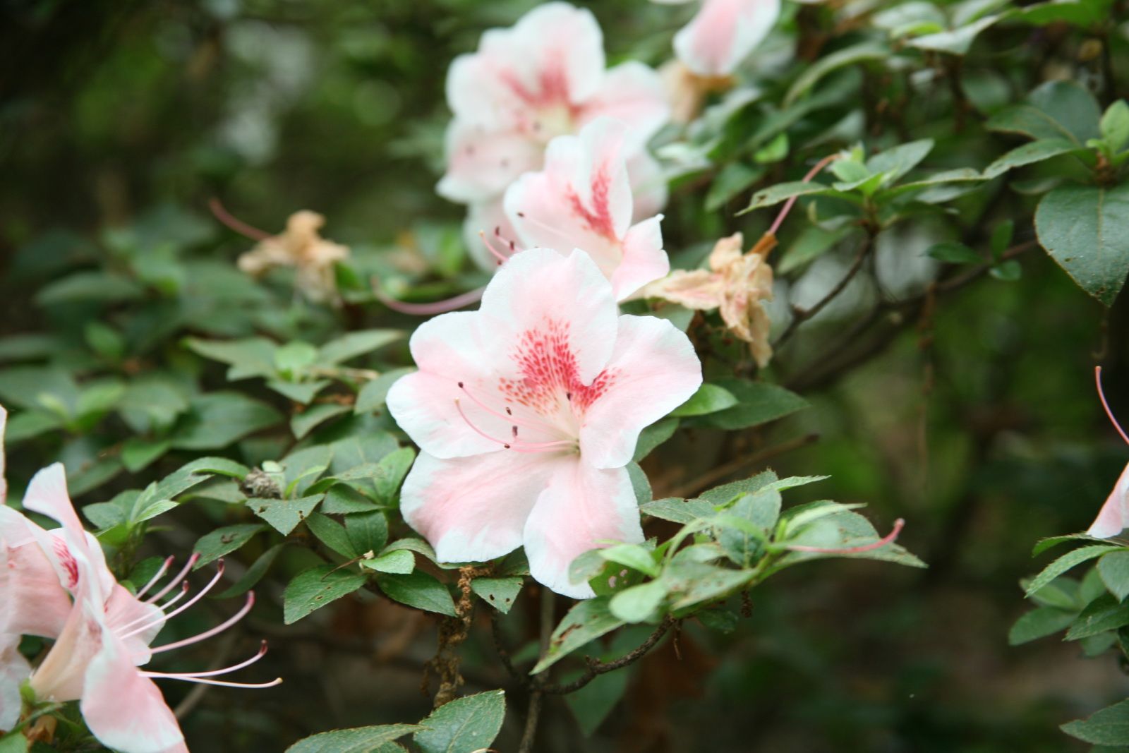 Rhododendron �Isso No Haru� Azalea, 23� tall and wide