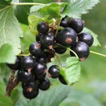 kruisbessenstruik kopen zwarte bes zwarte bessen aalbessen ribes nigrum kruisbessenstruik kopen zwarte bes zwarte bessen aalbessen ribes nigrum