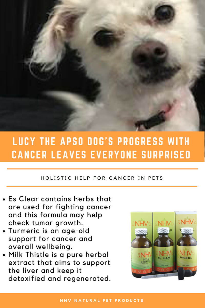 lucy the dog with bladder tumor leaves everyone surprised real pet bladder tumor in dog