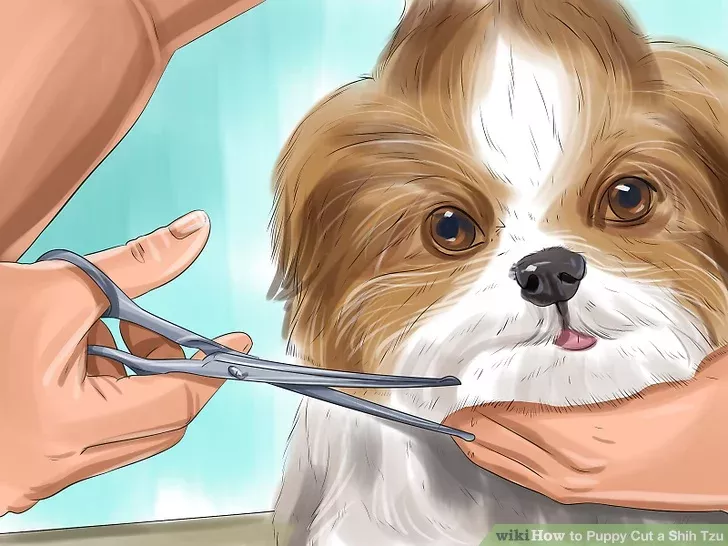 How to Puppy Cut a Shih Tzu: 11 Steps (with Pictures) - wikiHow Shih Tzu Puppy Cut, Puppy Face, Baby Shih Tzu, Shih Poo, Shih Tzu Mix, Shitzu Puppies, Best Puppies, Puppys, Dog Grooming Styles