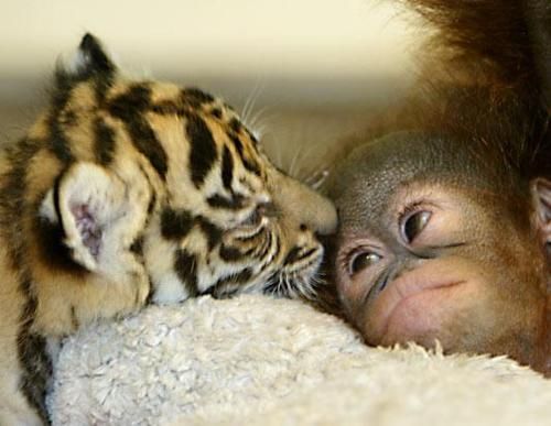 Animals おしゃれまとめの人気アイデア Pinterest Lynette Michael オランウータン 赤ちゃん 愉快な動物 オランウータン Animals おしゃれまとめの人気アイデア Pinterest Lynette Michael オランウータン 赤ちゃん 愉快な動物 オランウータン