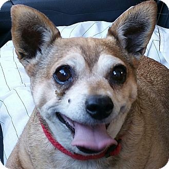 Chihuahua Pug Mix Dog For Adoption In Creston California Daisy