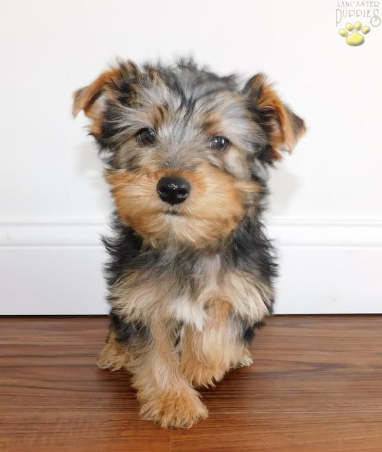 Tiny akc toy Yorkshire Terrier Puppy for Sale in dayton