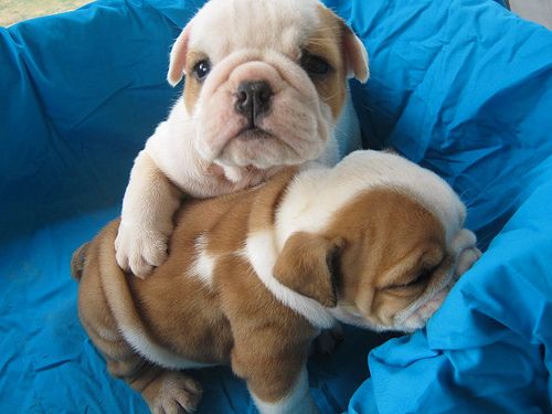 Cute Puppies Bulldogs Dogs Cute Bulldog Puppies Cute Bulldog