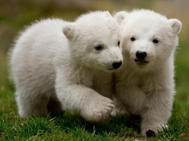 Nacen Dos Crías De Osos Polares En Múnich Osos Polares Bebés Fotos De Osos Osos Polares