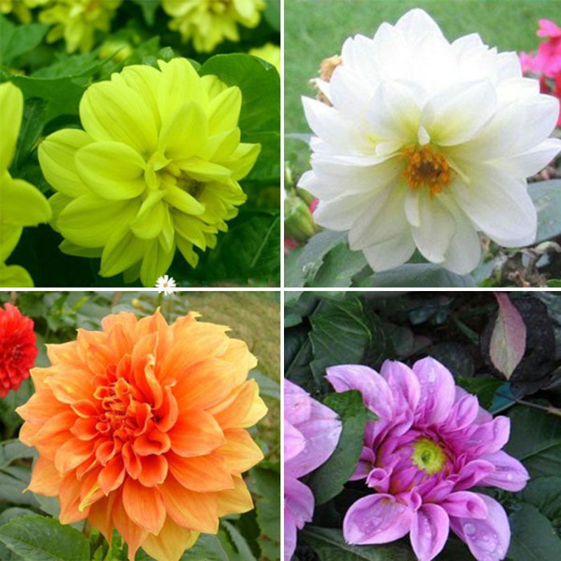 Dahlias On Our Farm Little Farmhouse Flowers White Dahlias Flower Farm Dahlia